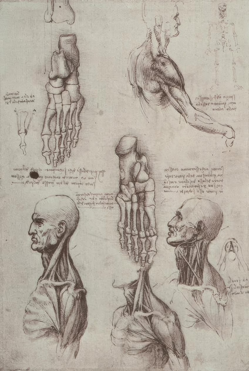 Estudios de anatomía de Leonardo da Vinci