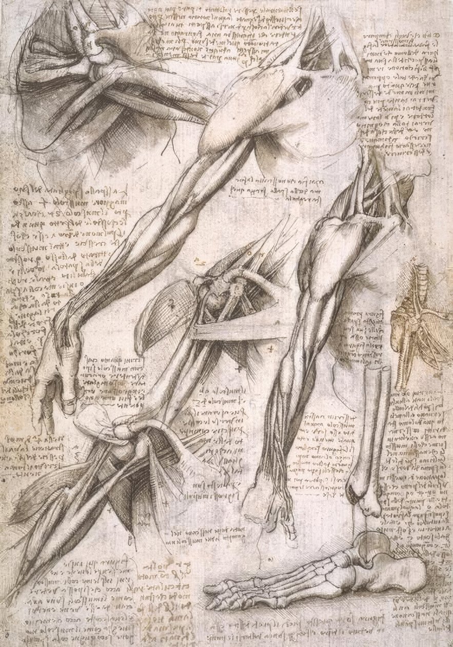 Estudios de anatomía de Leonardo da Vinci