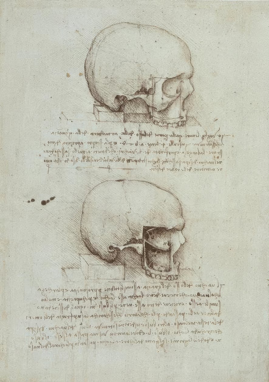 Estudios de anatomía de Leonardo da Vinci