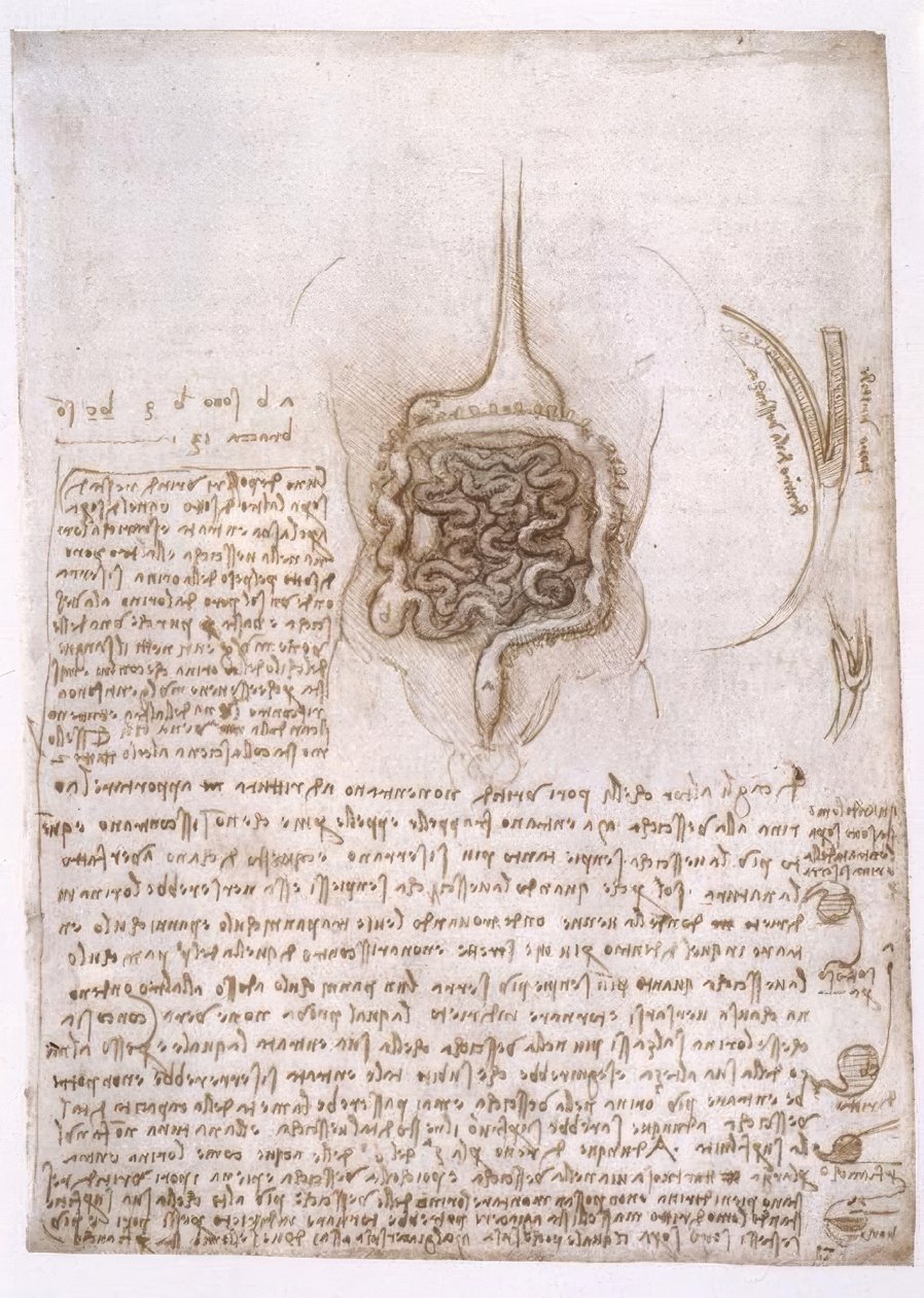 Estudios de anatomía de Leonardo da Vinci