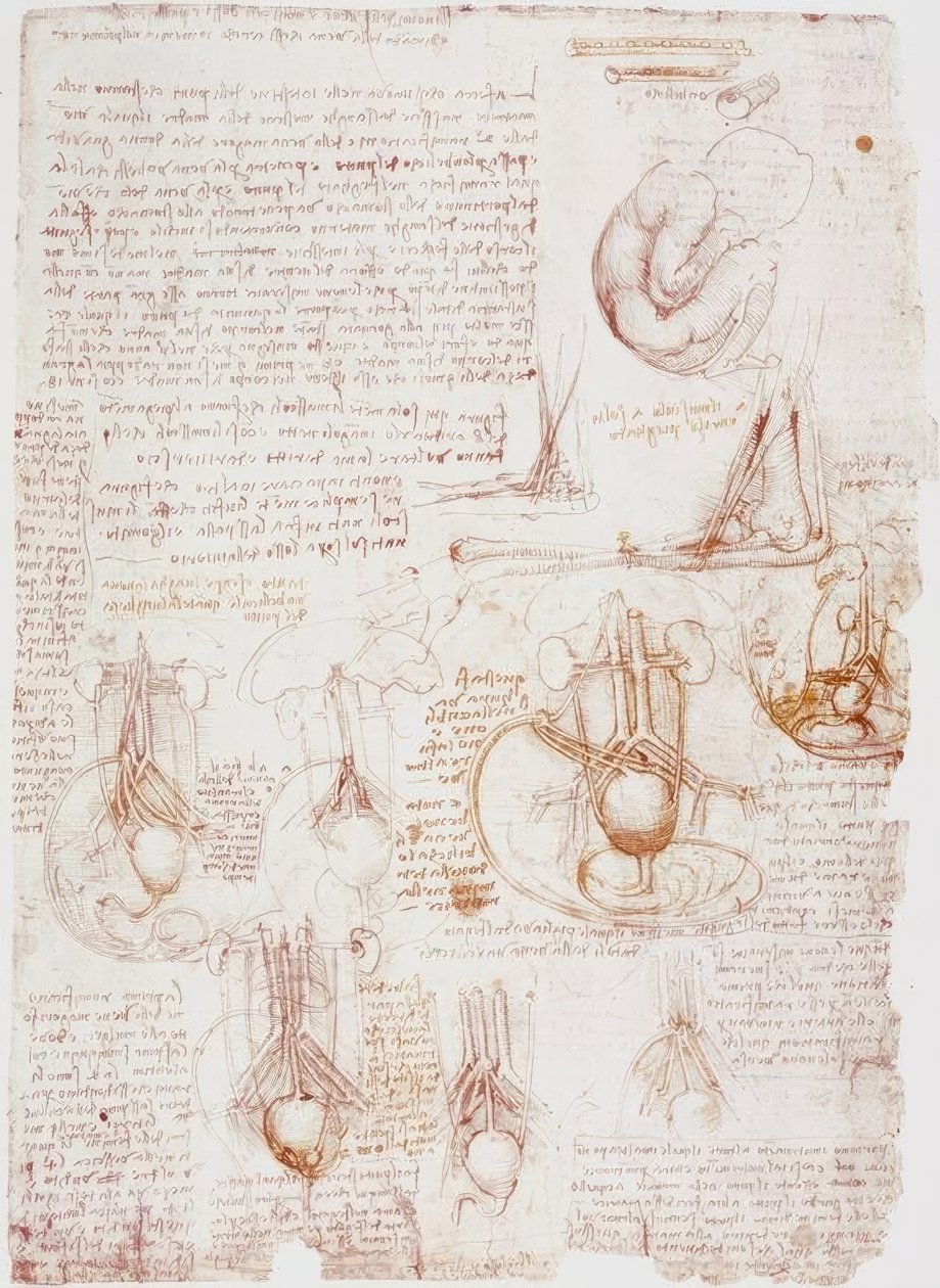 Estudios anatómicos: cordón umbilical / feto... de Leonardo da Vinci