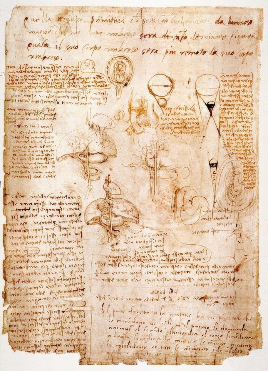 Estudios anatómicos: Órganos del abdomen... de Leonardo da Vinci