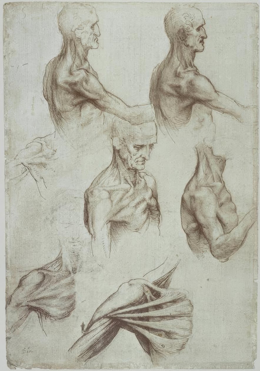 Leonardo / Hals – Musculatura del hombro de Leonardo da Vinci