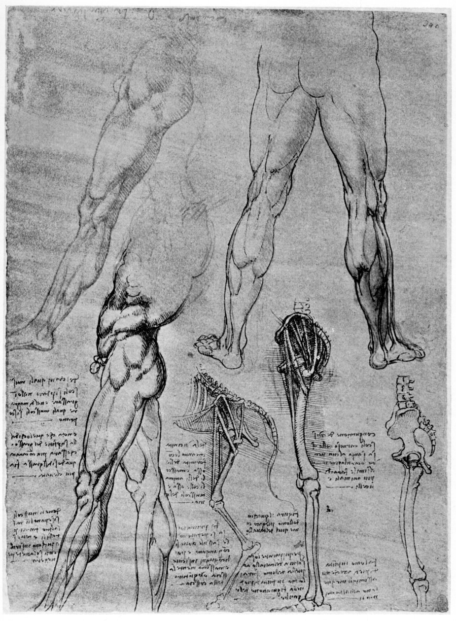 Estudios en anatomía comparada, 1506-1507 1954 de Leonardo da Vinci