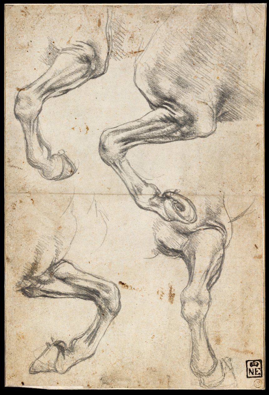 Estudios de la pierna de un caballo de Leonardo da Vinci
