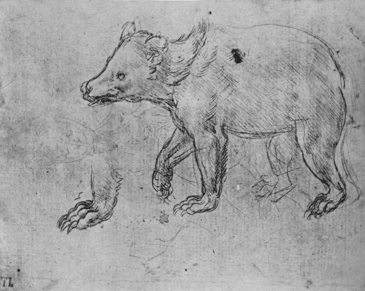 Estudio de un oso, c1480 de Leonardo da Vinci