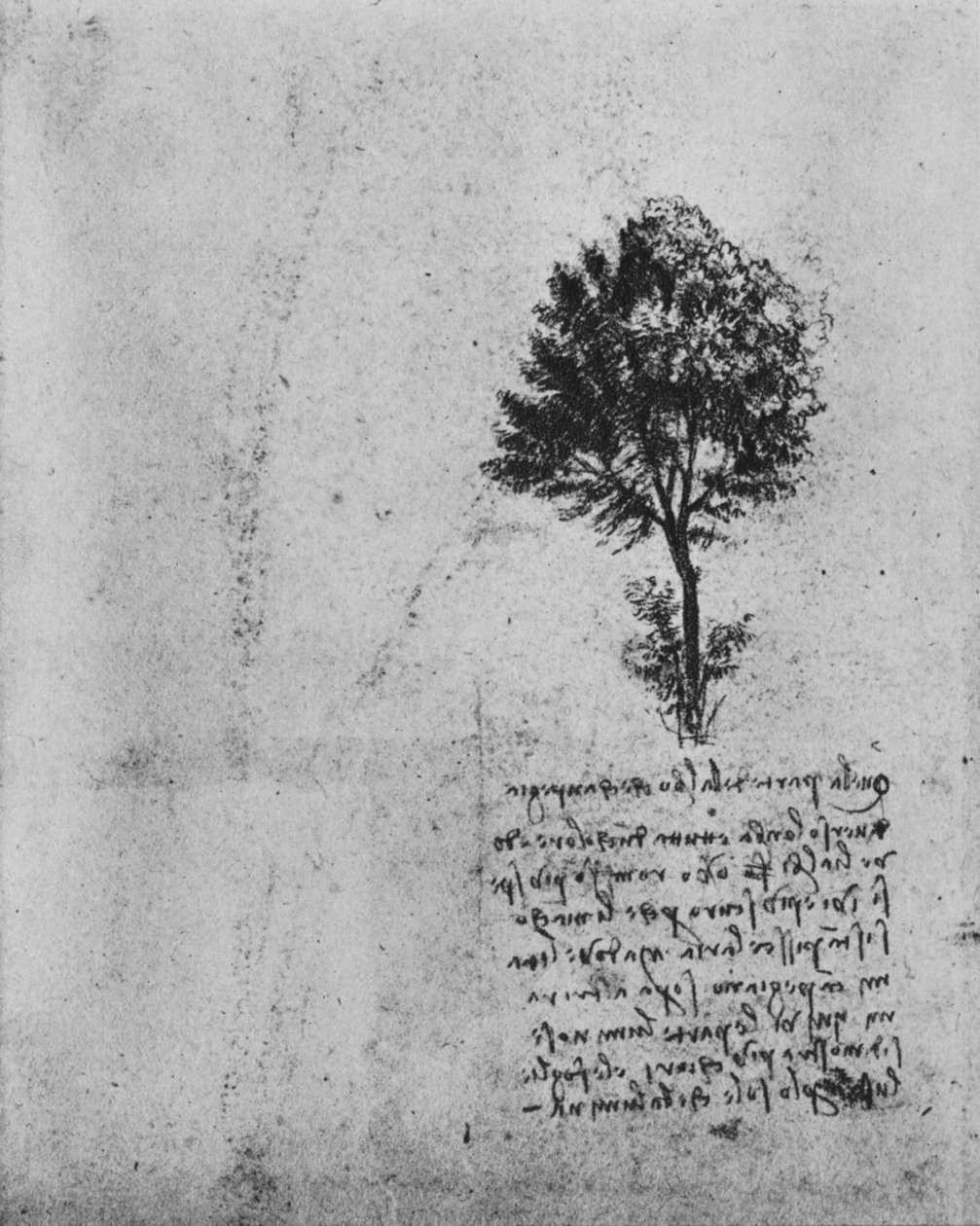 Estudio de un Árbol, c1480 1945 de Leonardo da Vinci