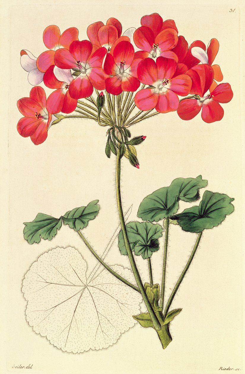 Pelargonium de `Neu Arten von Pelargonium