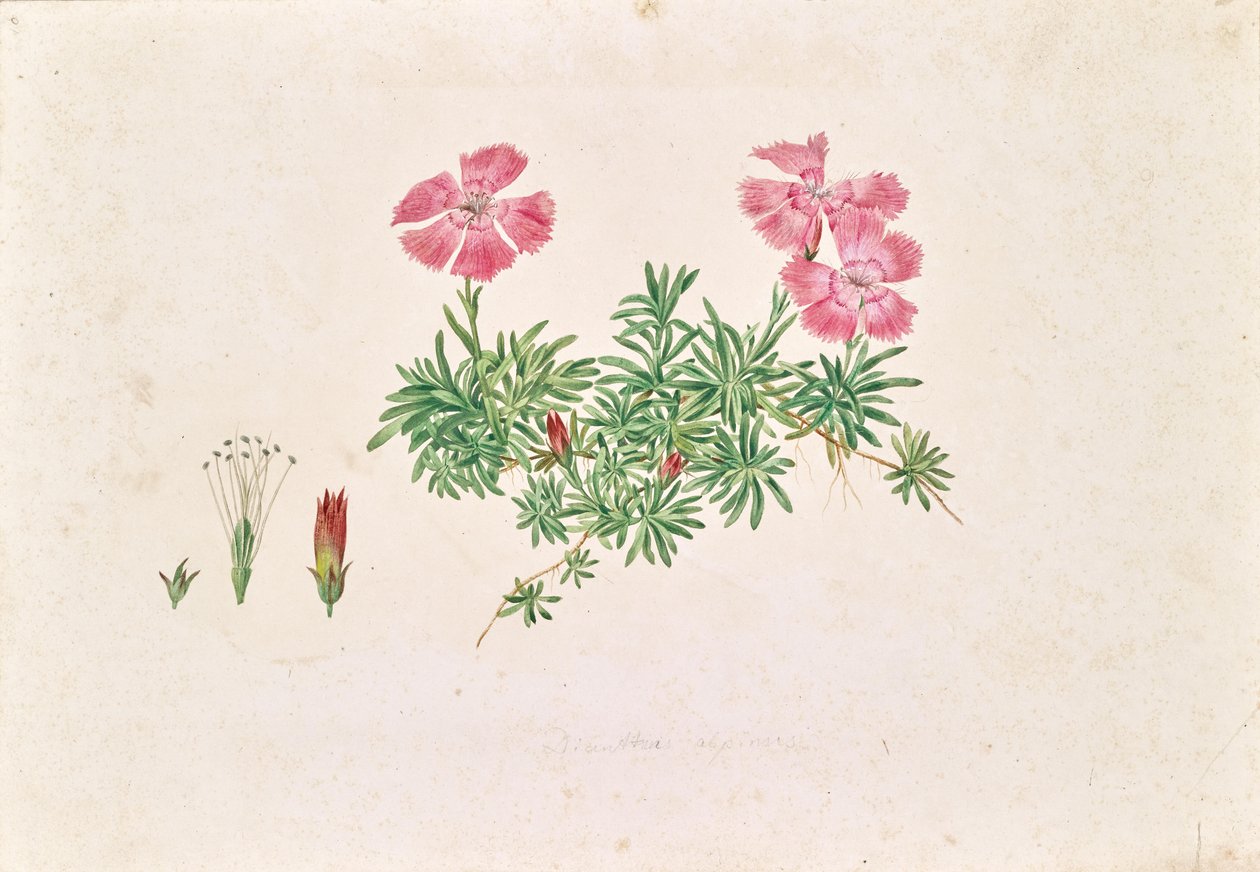 Clavel alpino (Dianthus alpinus) de Leopold von Stoll