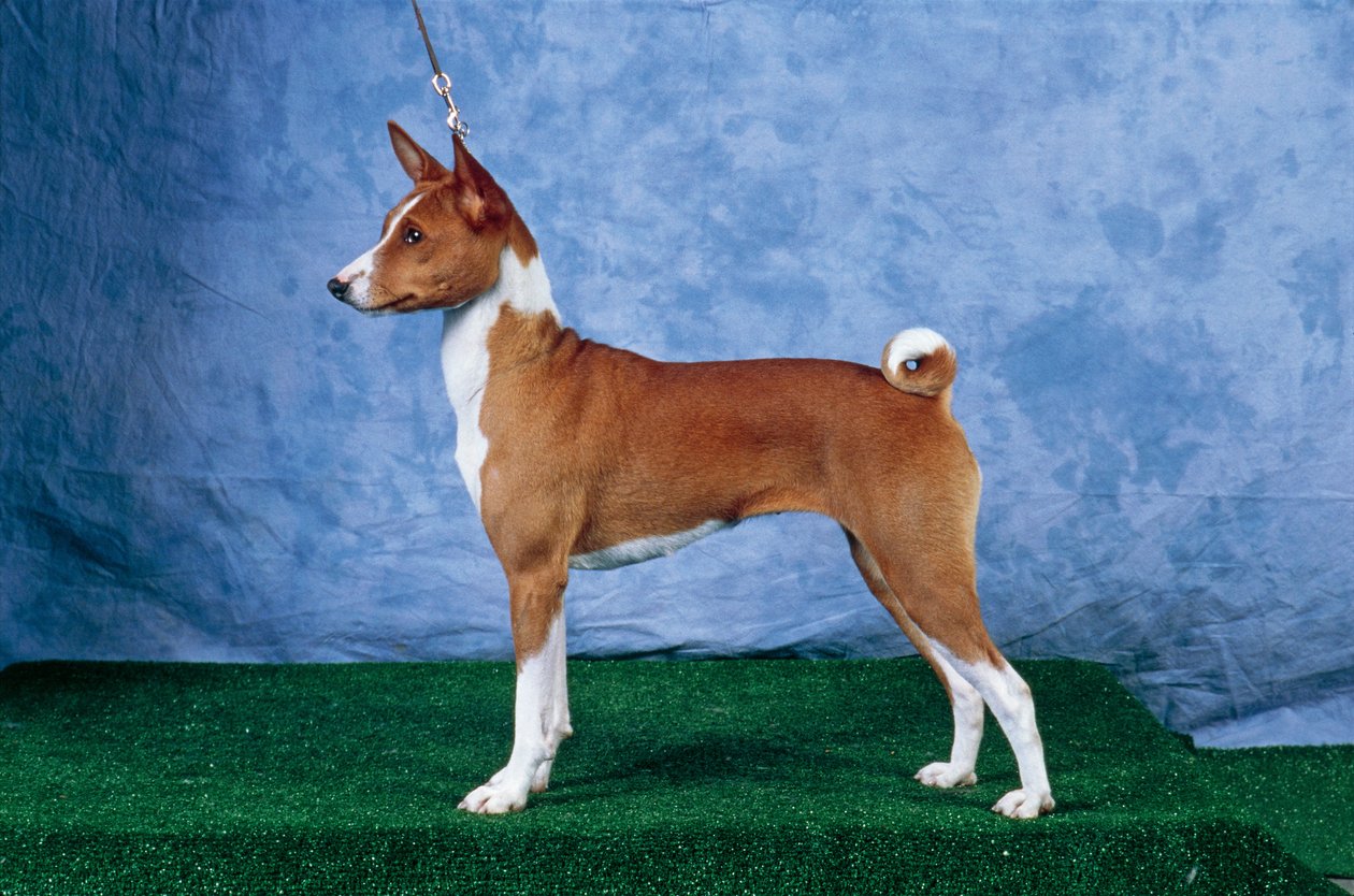 Perro Basenji de Unbekannt Unbekannt