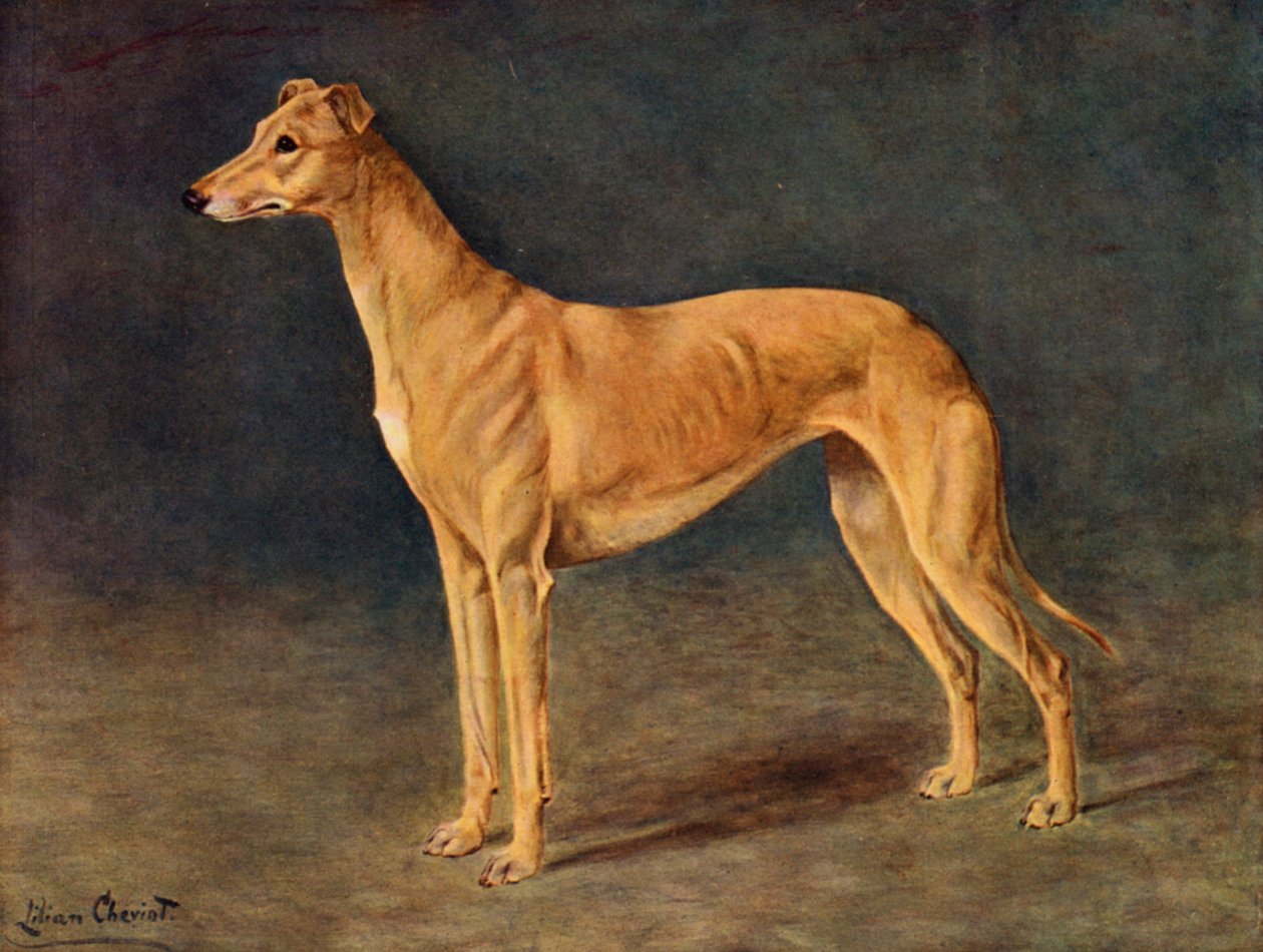 La Galga de Caza Exitosa Age of Gold de Lilian Cheviot