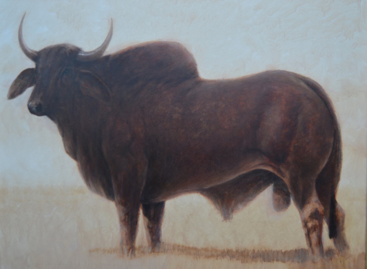 Toro Brahmán de Lincoln Seligman