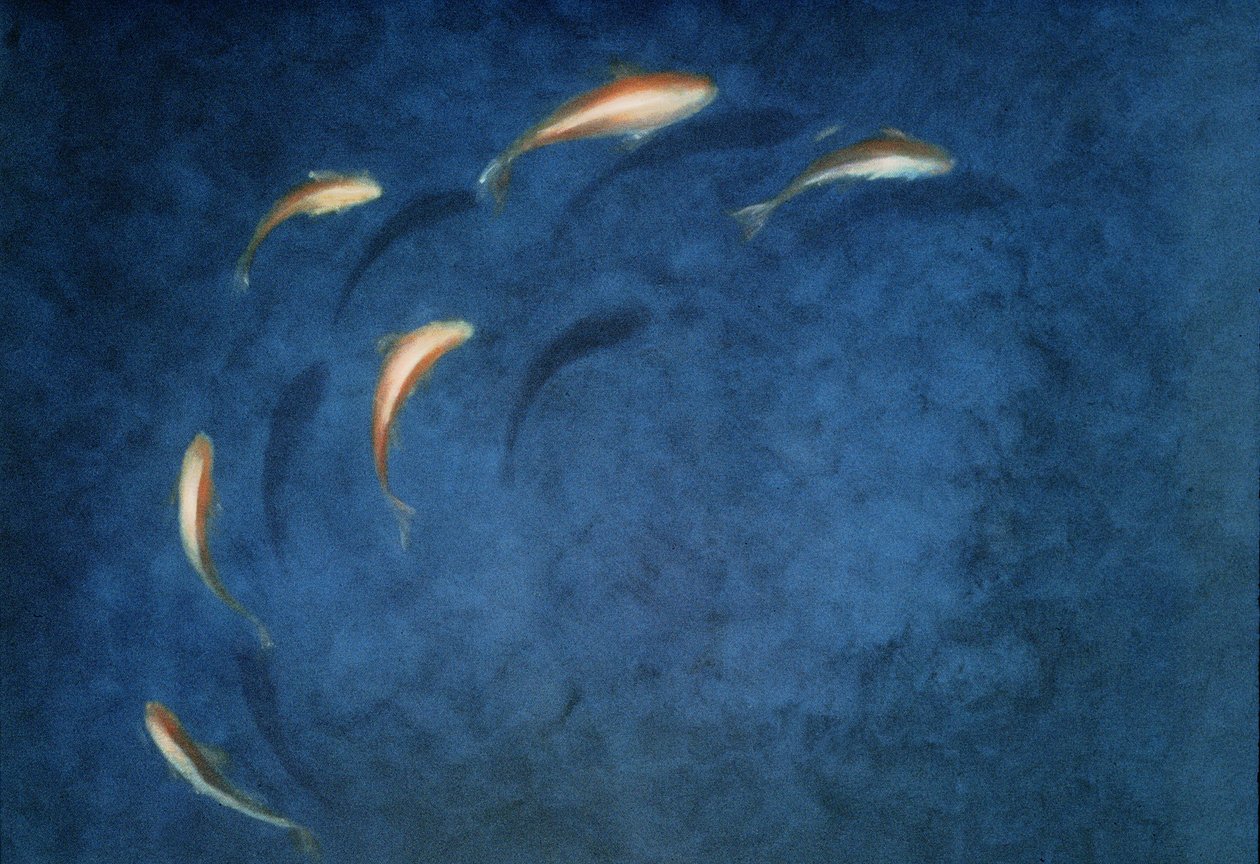 Estanque de peces dorados de Lincoln Seligman