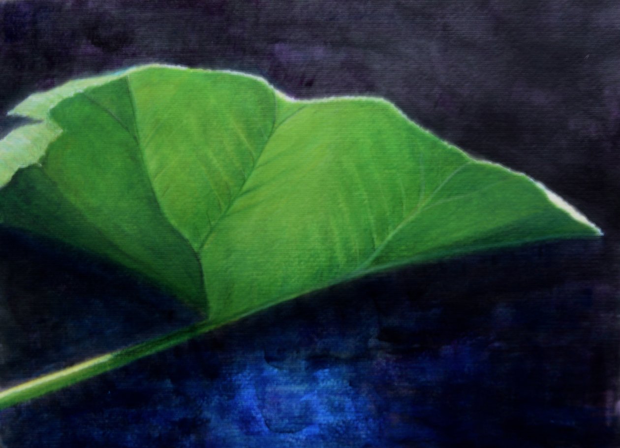 Hoja de Gunnera de Lincoln Seligman