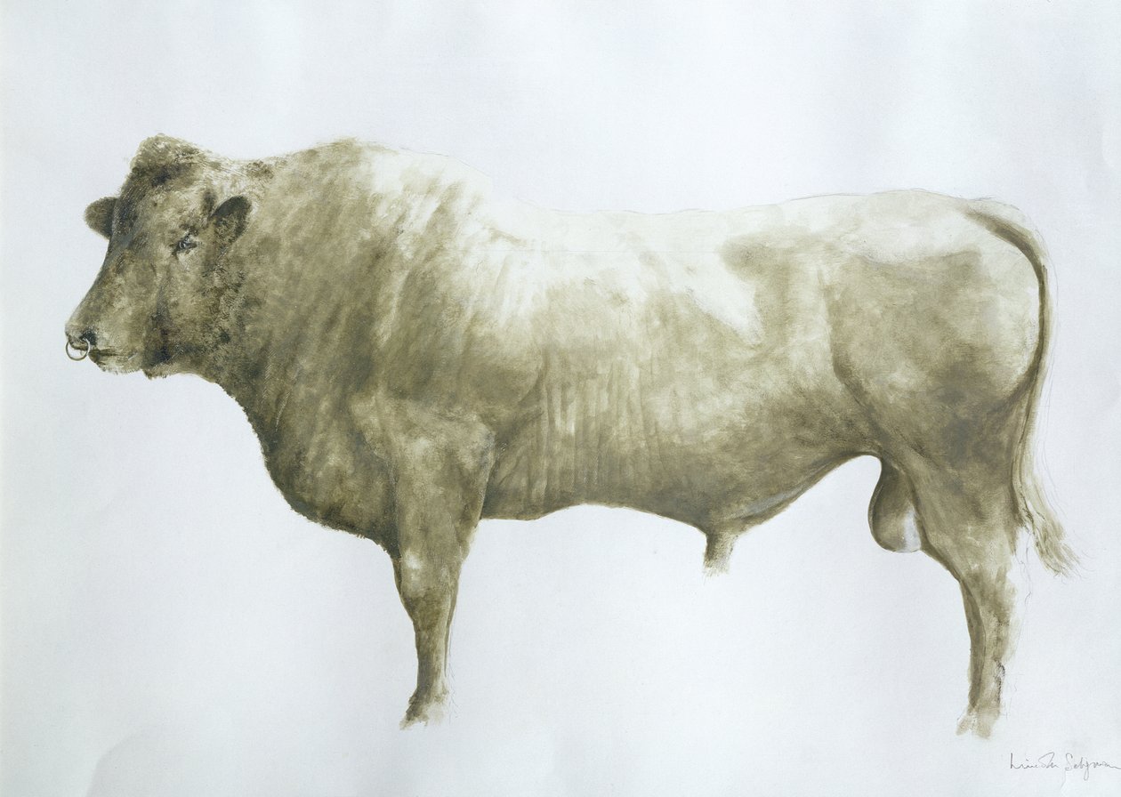 Toro de Islay de Lincoln Seligman