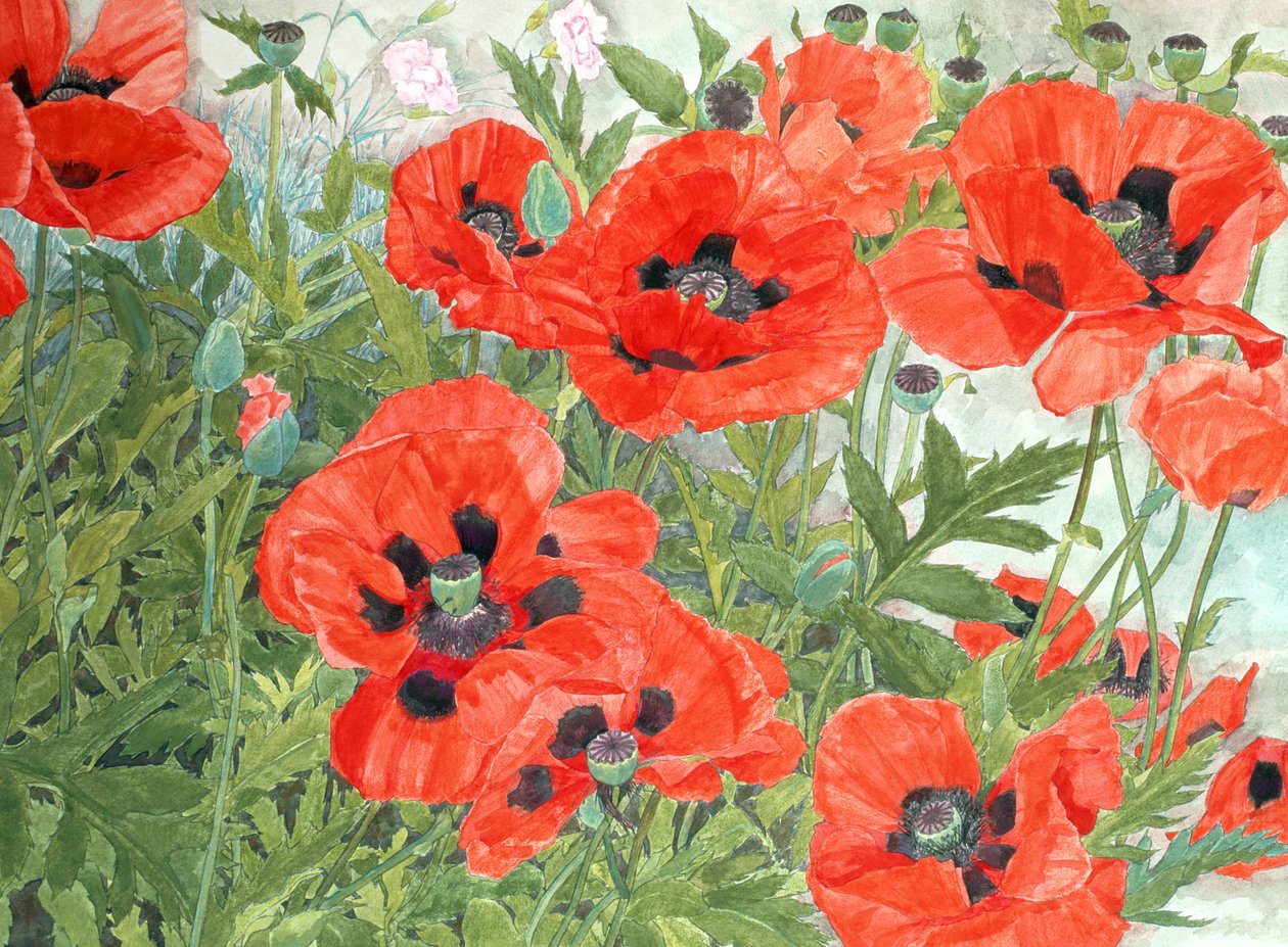 Amapolas de Linda Benton