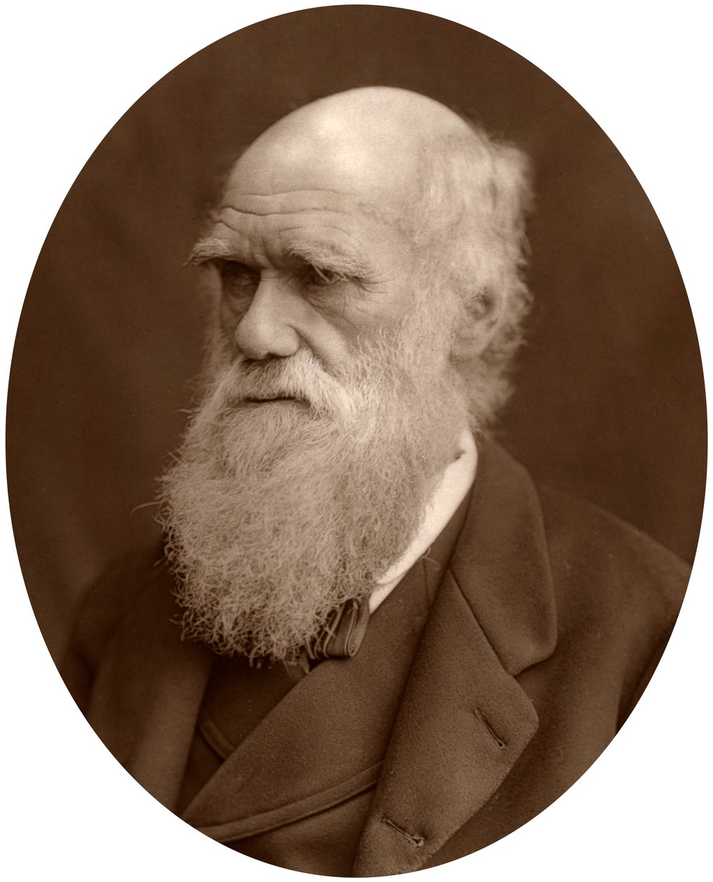 Charles Darwin, 1878 de Lock and Whitfield