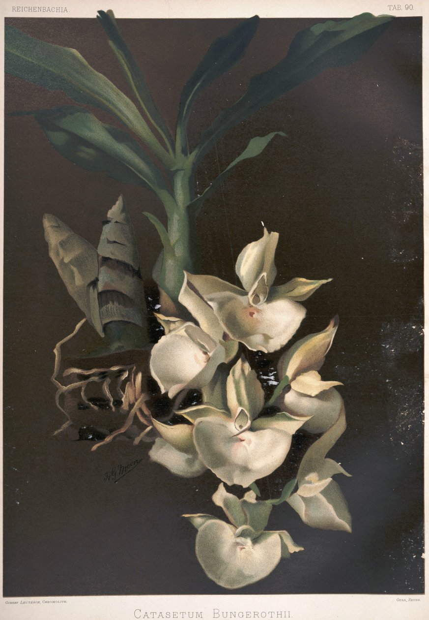 Catasetum pileatum como sin: Catasetum bungerothii de London H. Sotheran and Co.