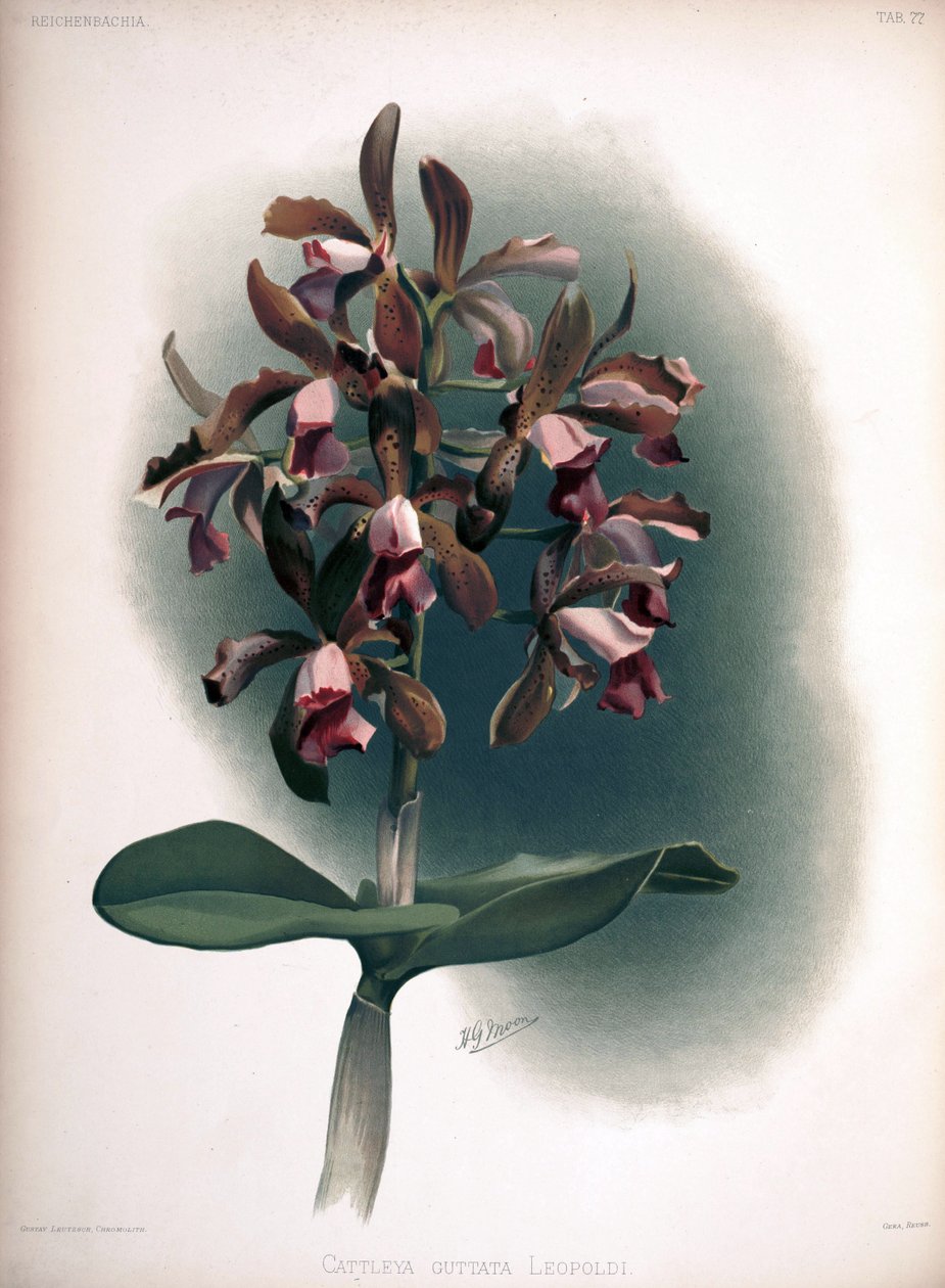Cattleya tigrina como sin.: Cattleya guttata var. leopoldii de London H. Sotheran and Co.