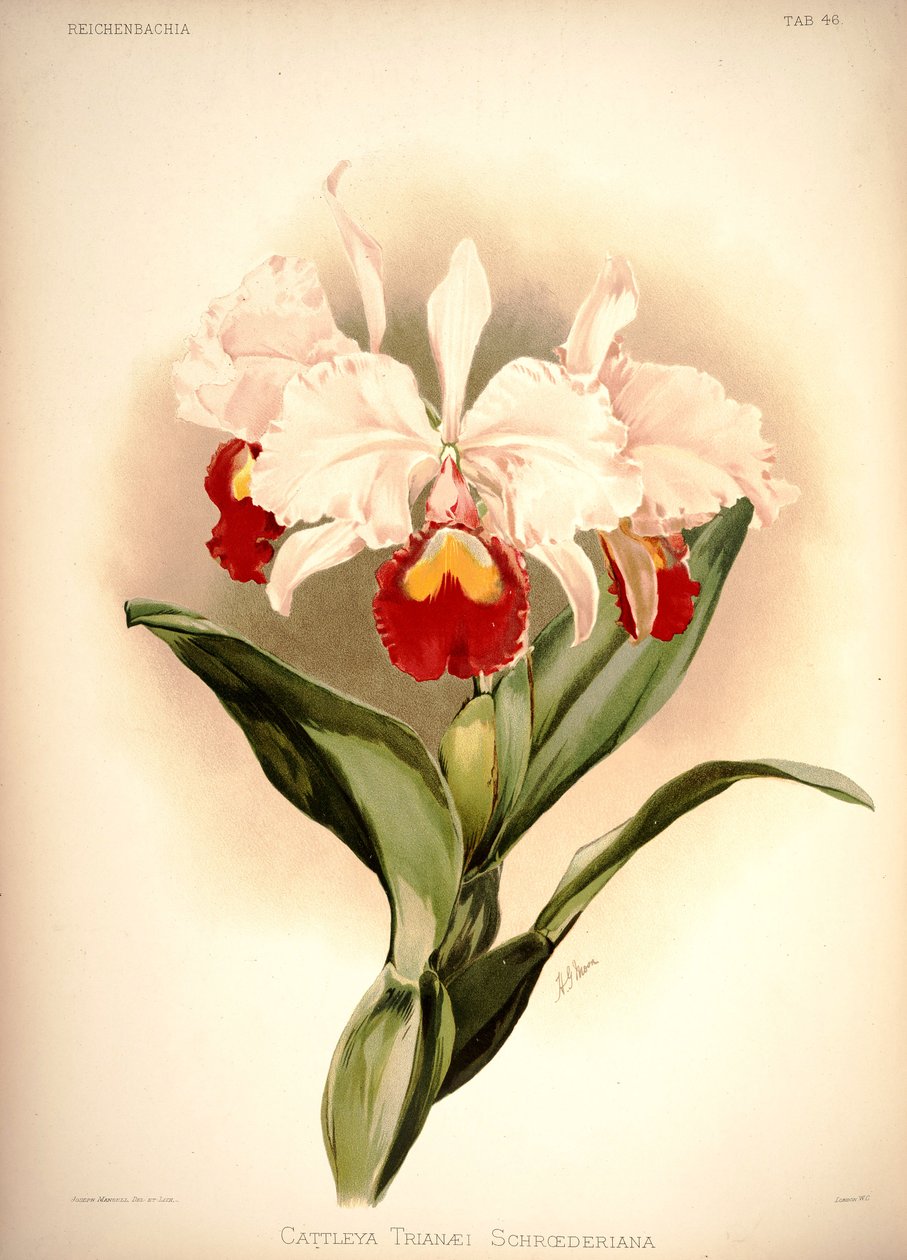 Cattleya trianae de London H. Sotheran and Co.