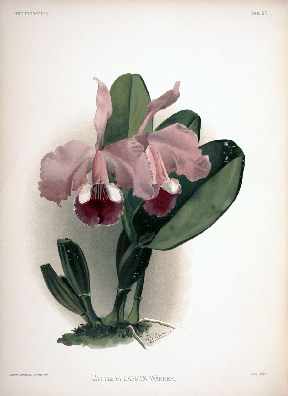 Cattleya warneri como sin.: Cattleya labiata var. warneri de London H. Sotheran and Co.