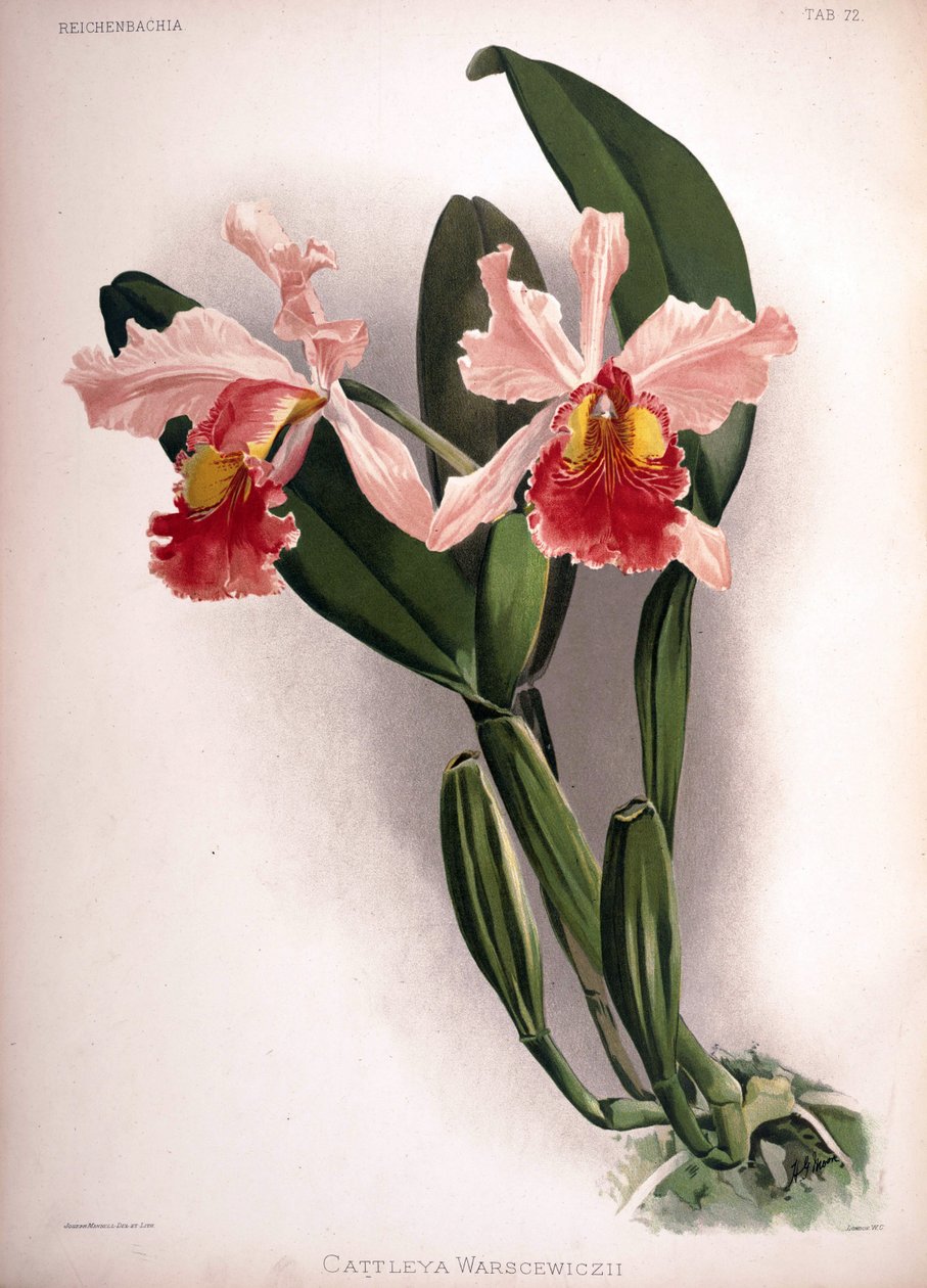 Cattleya warscewiczii de London H. Sotheran and Co.