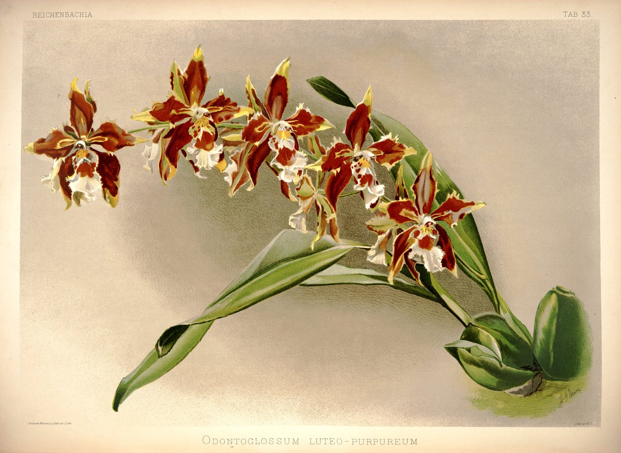 Odontoglossum luteopurpureum de London H. Sotheran and Co.