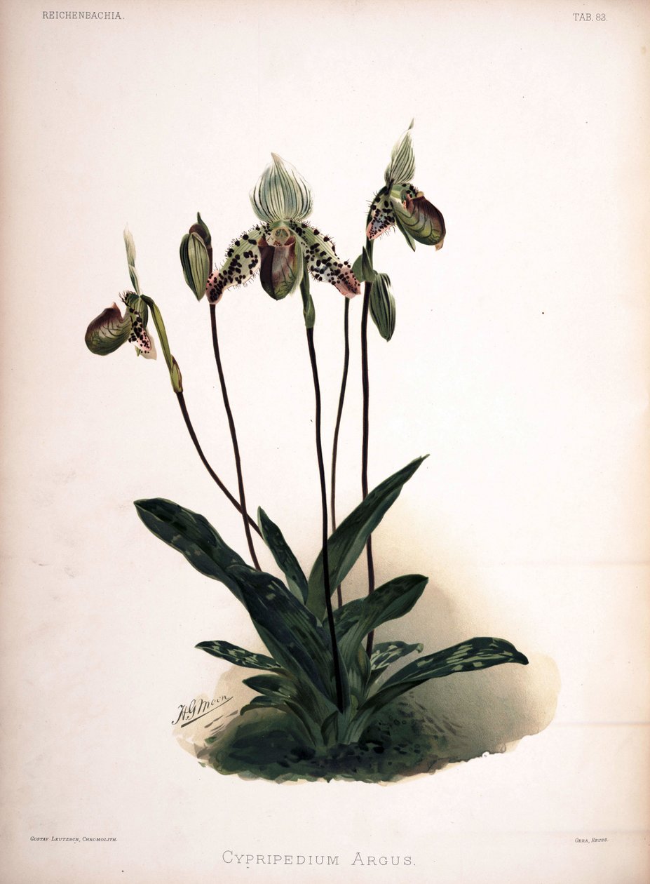 Paphiopedilum argus como sin.: Cypripedium argus de London H. Sotheran and Co.