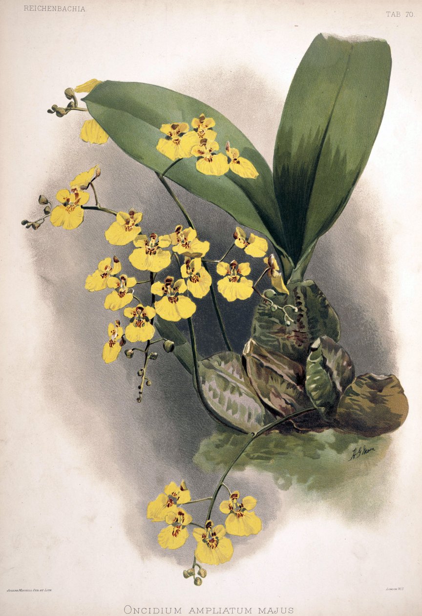 Rossioglossum ampliatum como sin.: Oncidium ampliatum var. majus de London H. Sotheran and Co.