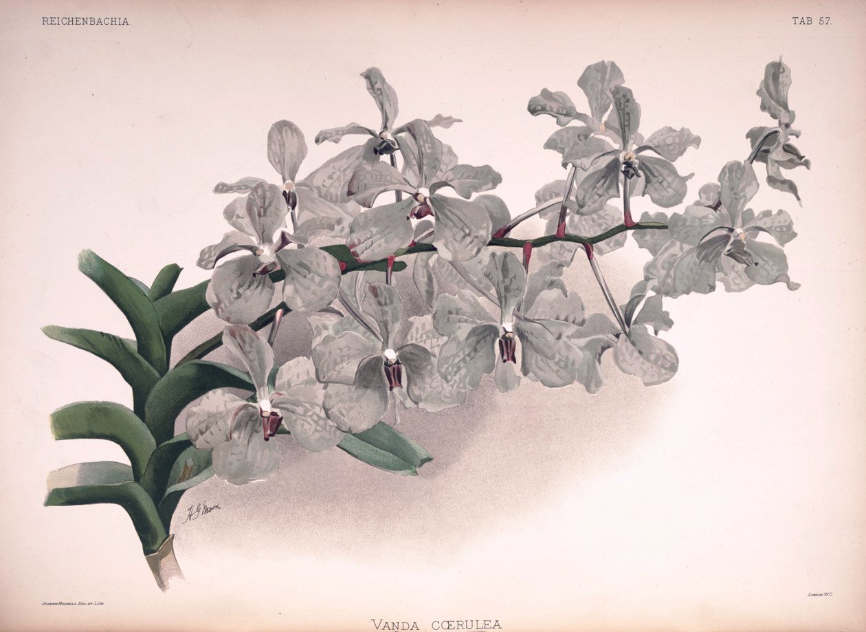 Vanda coerulea de London H. Sotheran and Co.
