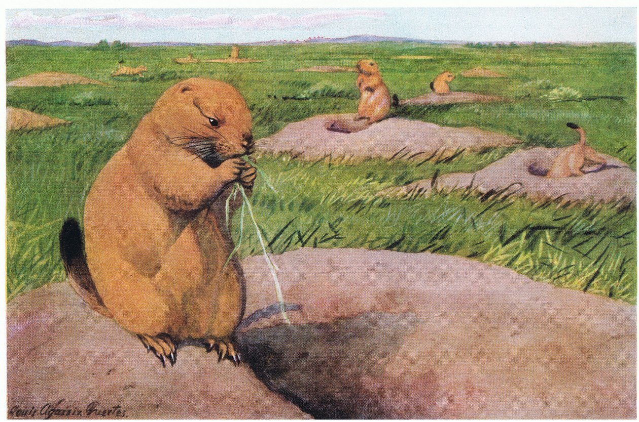 Perros de la pradera de cola negra manteniendo los céspedes cortos para vistas despejadas de Louis Agassiz Fuertes