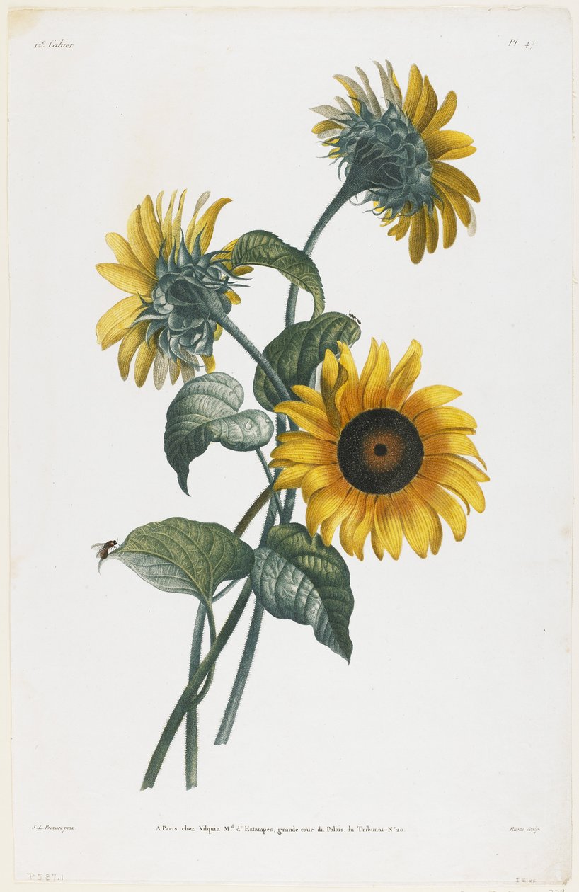 Estudio de Girasoles, 1805 de Louis Charles Ruotte