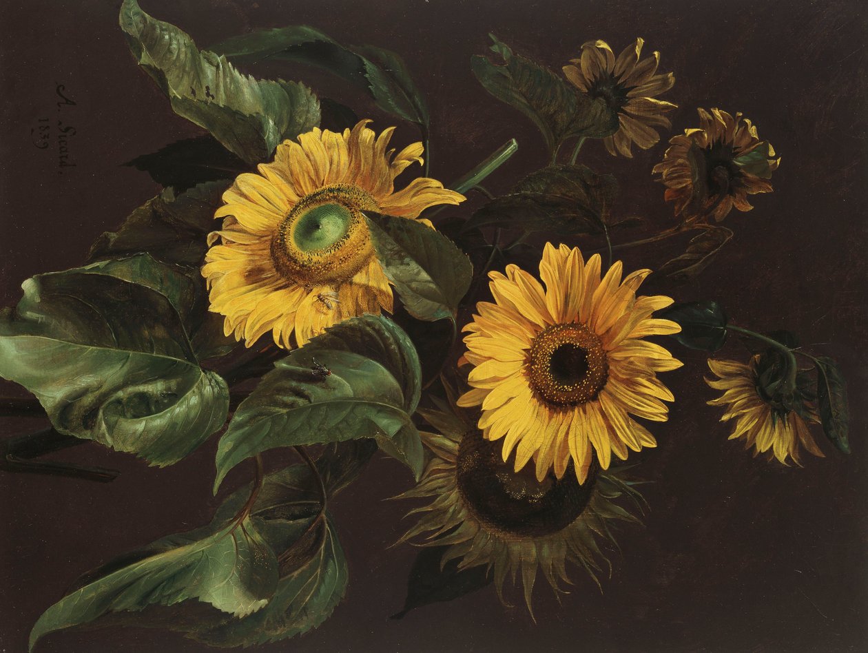 Girasoles, 1839 de Louis Apollinaire Sicard