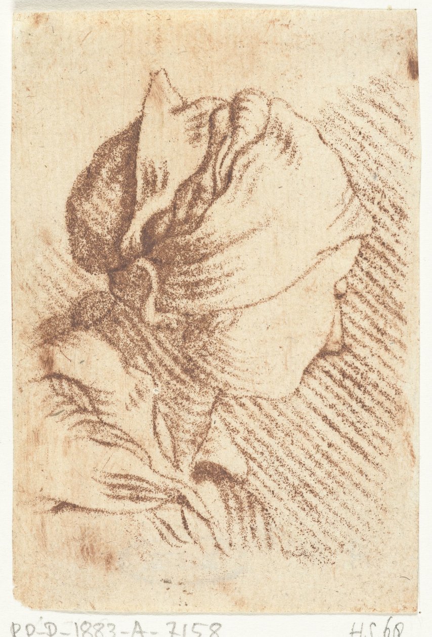 Hoja de estudio con la cabeza de una mujer con un pañuelo en la cabeza de Louis Bernard Coclers