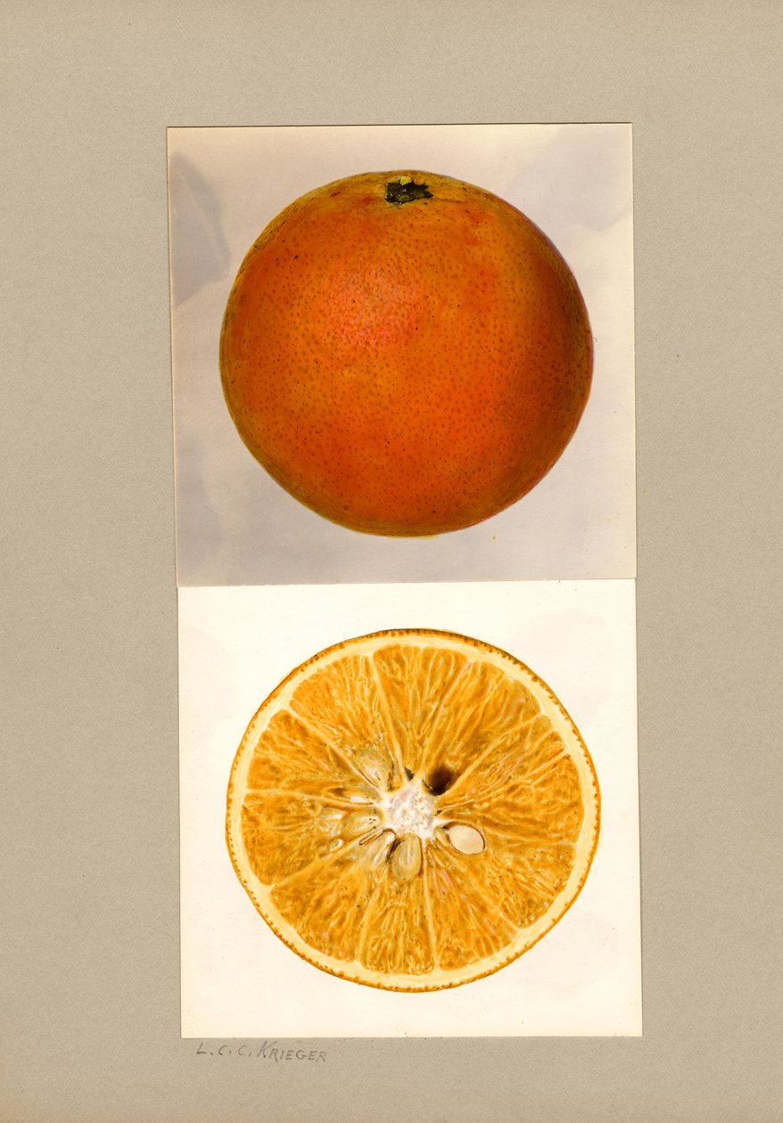 Piña Naranja (Citrus sinensis) de Louis Charles Christopher Krieger