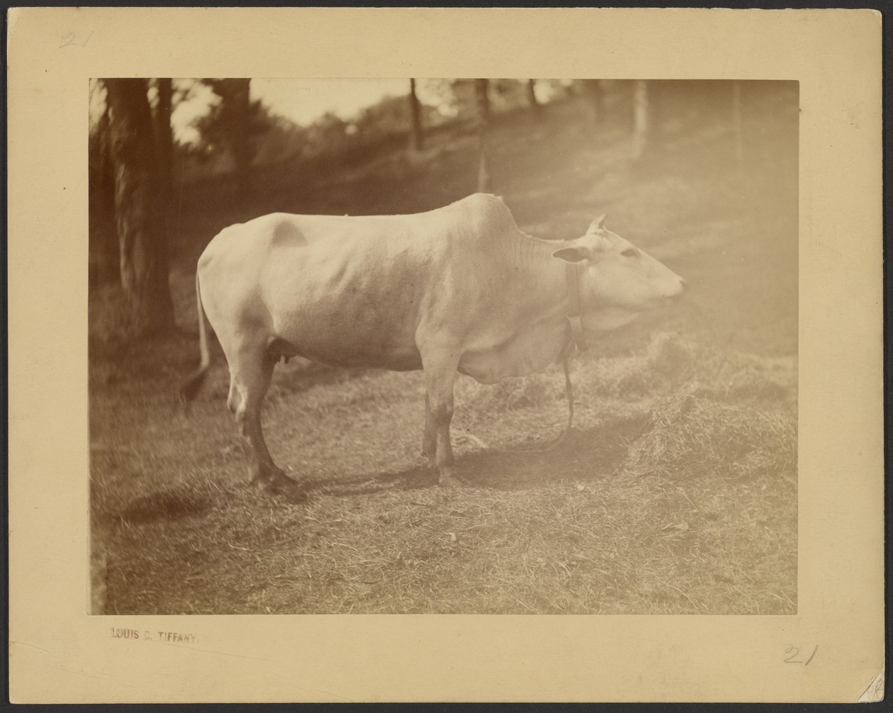 [Steer] de Louis Comfort Tiffany
