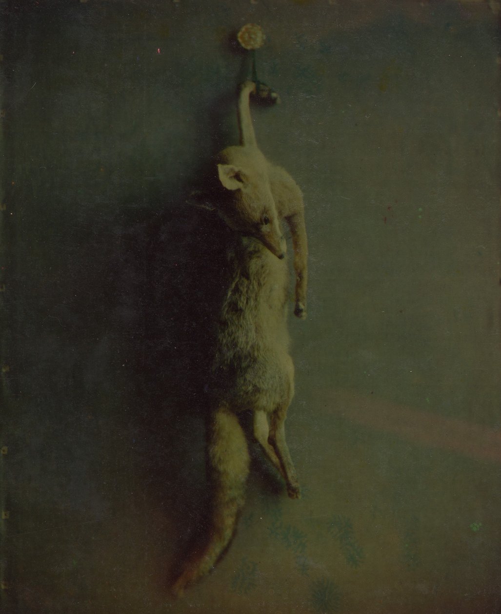 Zorro, ca. 1870 de Louis Ducos du Hauron