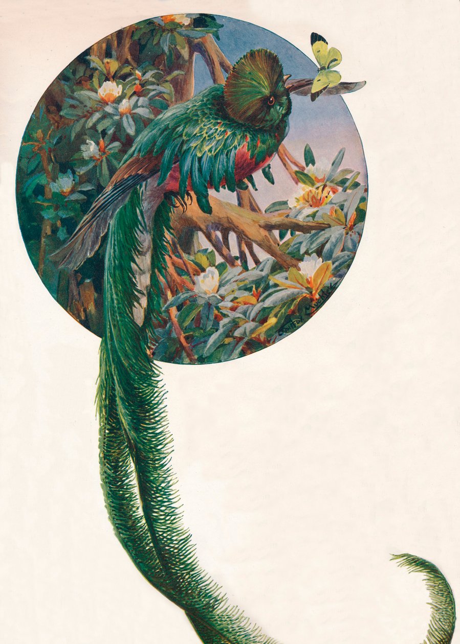 Trogones de cola larga, c. 1910, 1911 de Louis Fairfax Muckley