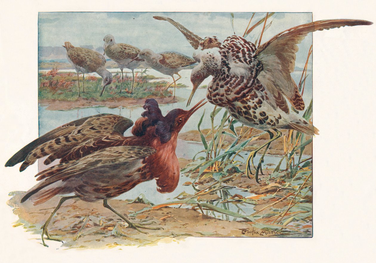 Ruffs y Reeves, c. 1910, 1911 de Louis Fairfax Muckley