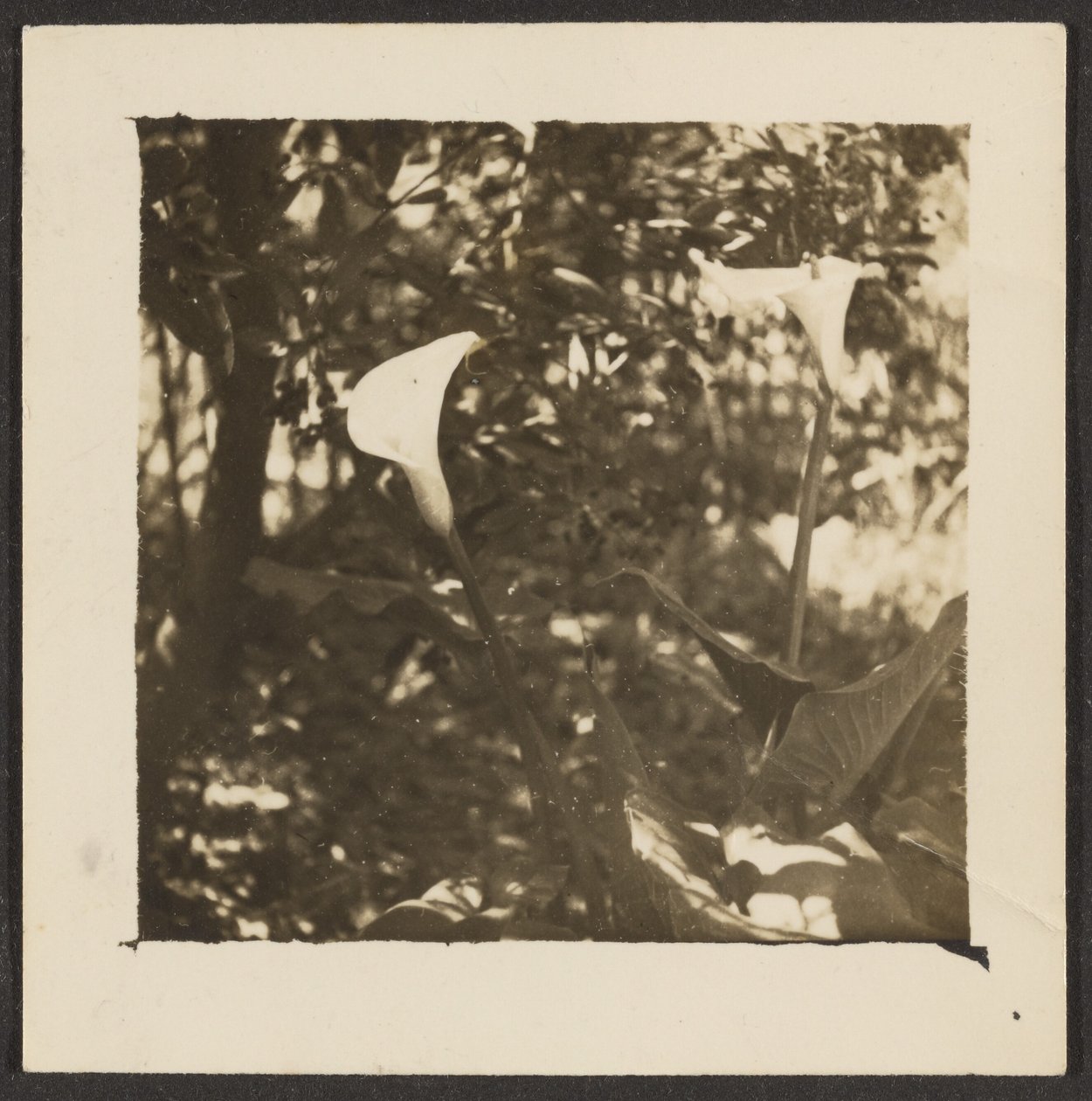[Calla Lilies] de Louis Fleckenstein