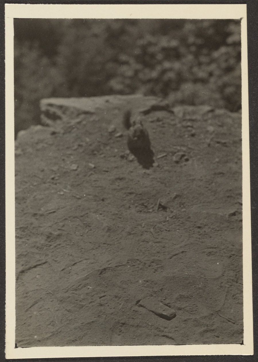 [Chipmonk on Trail] de Louis Fleckenstein