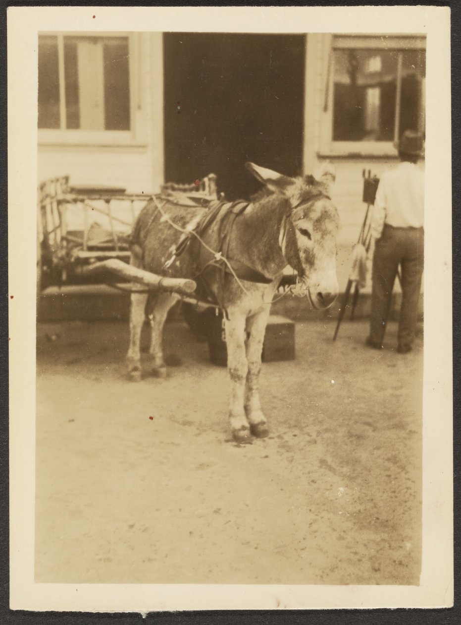 [Burro y carro] de Louis Fleckenstein