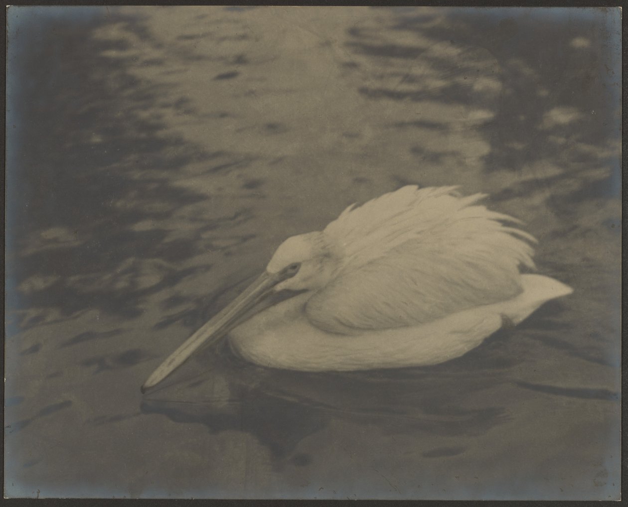 [Heron] de Louis Fleckenstein