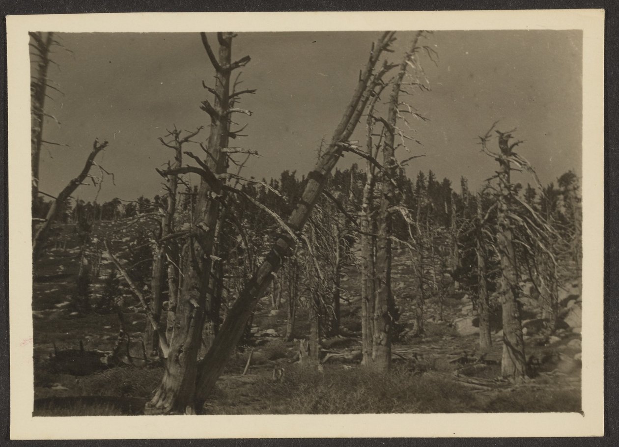[Paisaje] de Louis Fleckenstein