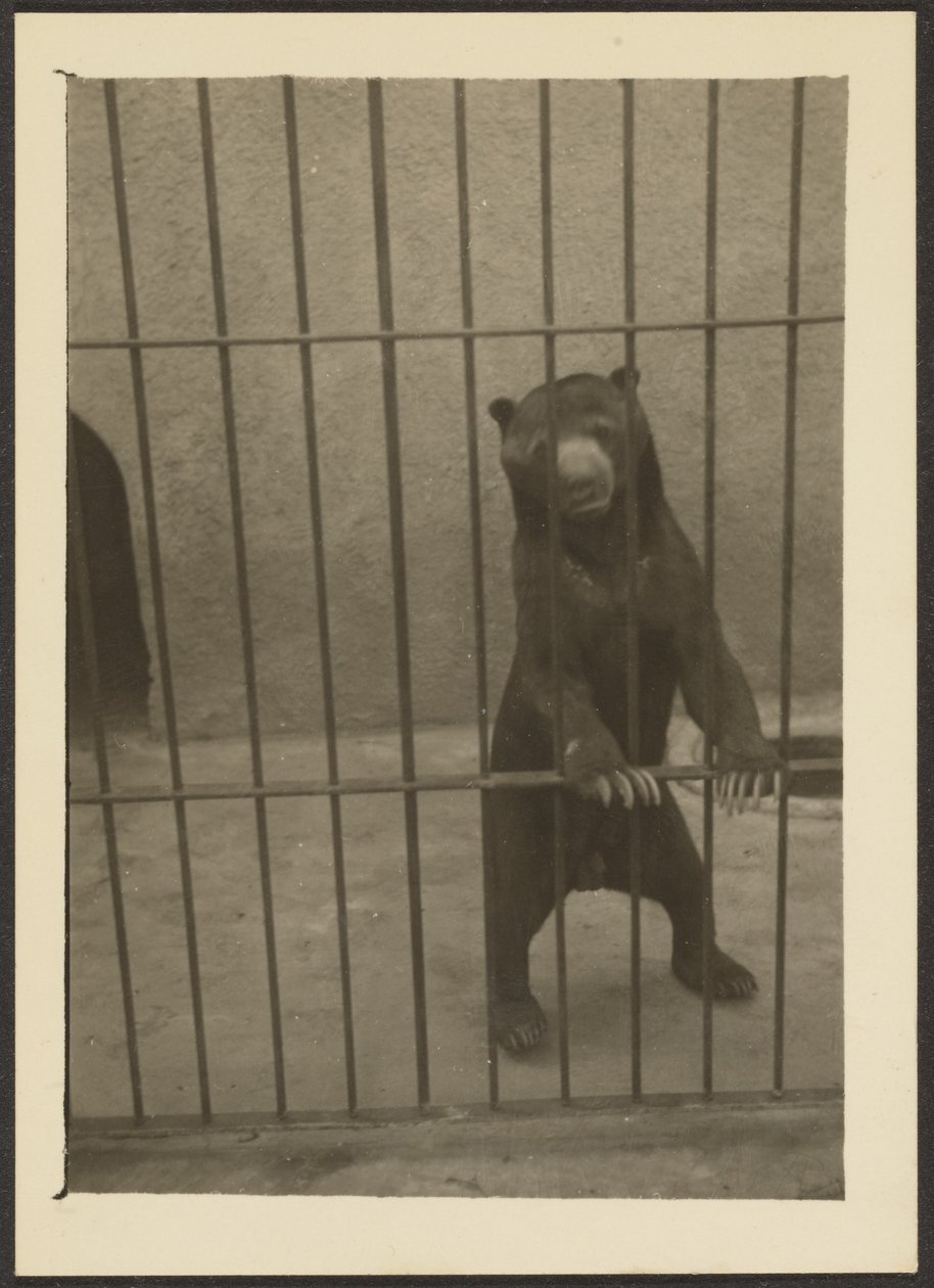 [Oso perezoso en jaula] de Louis Fleckenstein