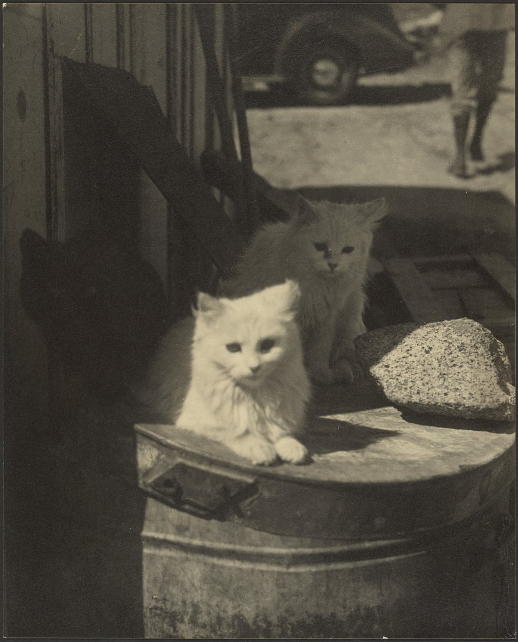 Tres gatitos de Louis Fleckenstein