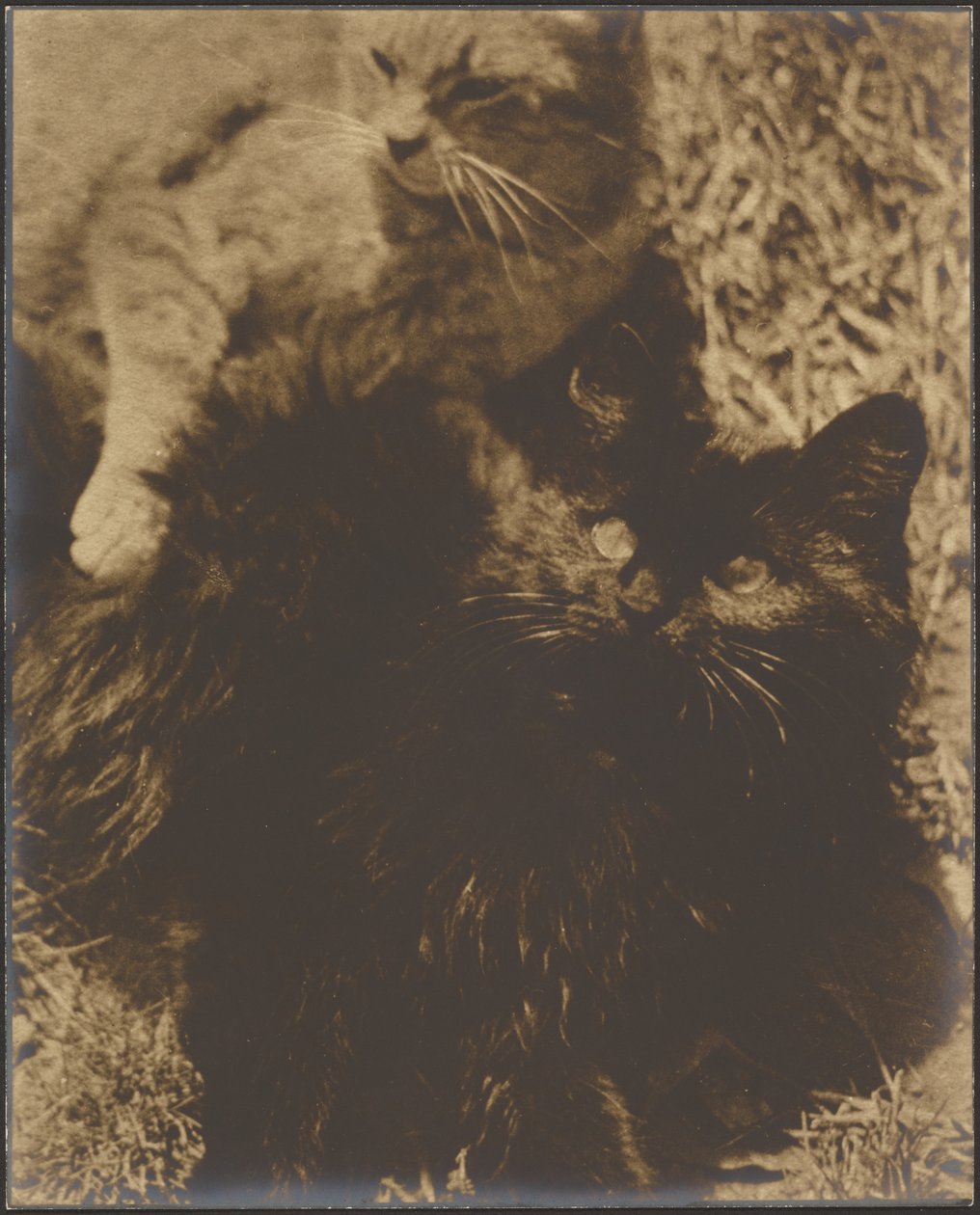 [Dos gatos] de Louis Fleckenstein