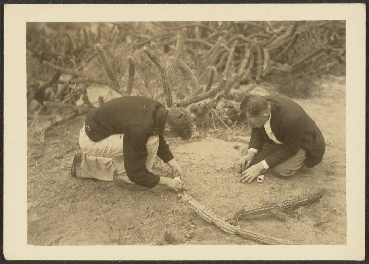 [Dos hombres y un cactus] de Louis Fleckenstein