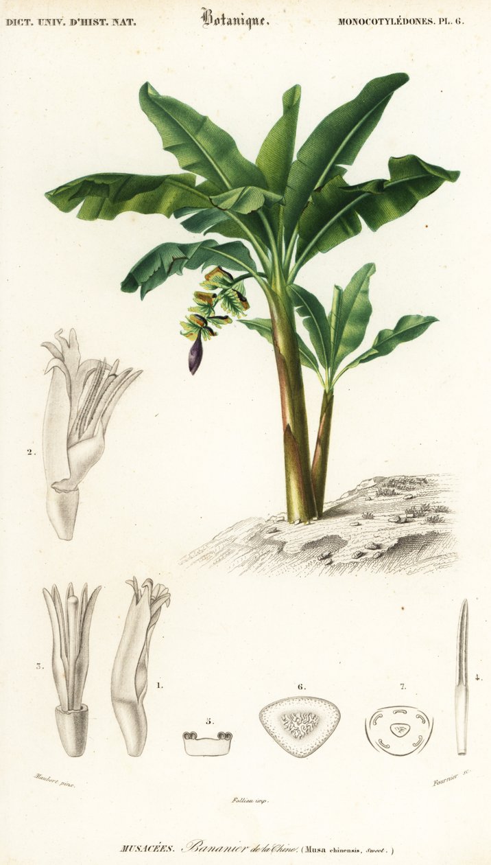 Plátano, Musa acuminata, 1849 (grabado) de Louis Joseph Edouard Maubert
