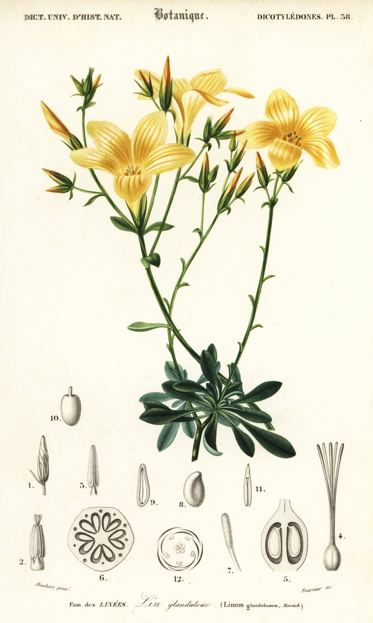 Lino, Linum campanulatum.,1849 (grabado) de Louis Joseph Edouard Maubert